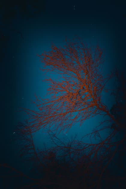 artwork Anna Biletska -  - Between the Lives