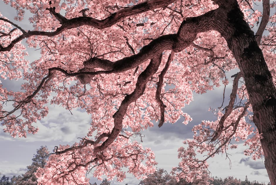 artwork Anna Biletska -  - Nature Art