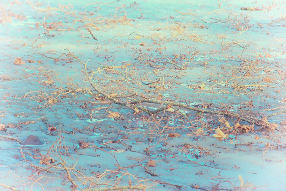 artwork Anna Biletska -  - Nature Art