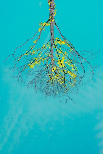 artwork Anna Biletska -  - Nature Art